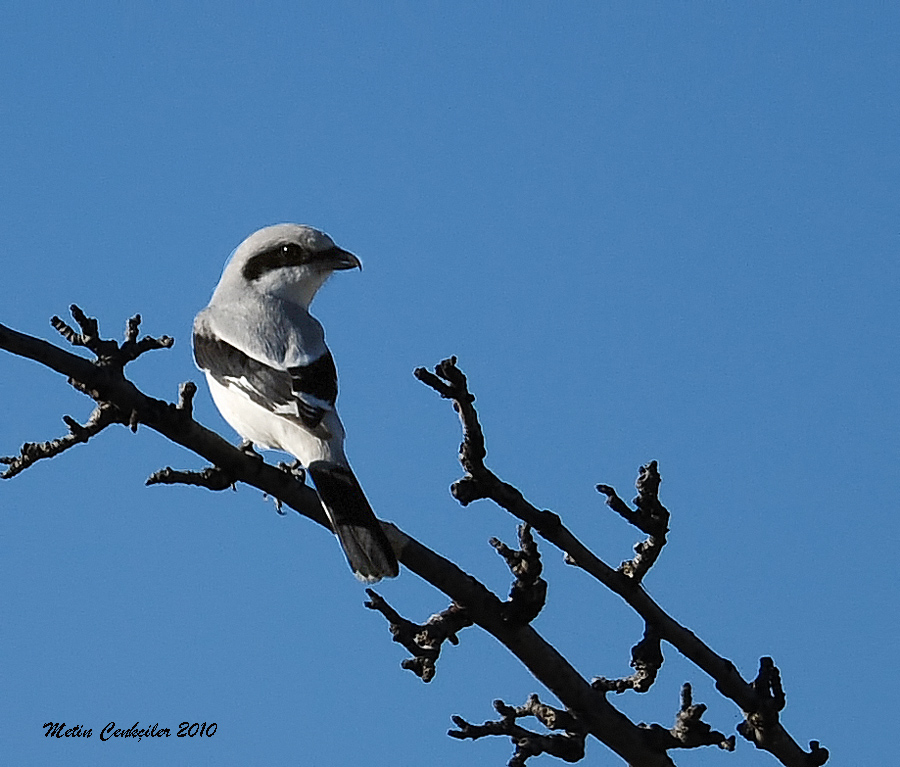 Great Grey Shrike