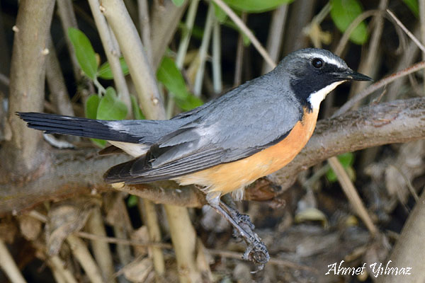 White-throated Robin