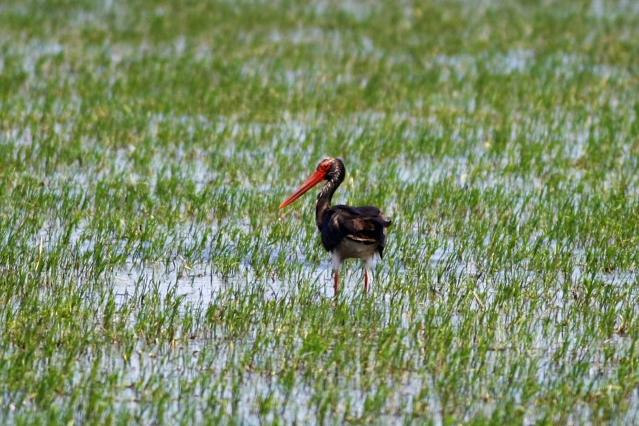 Black Stork