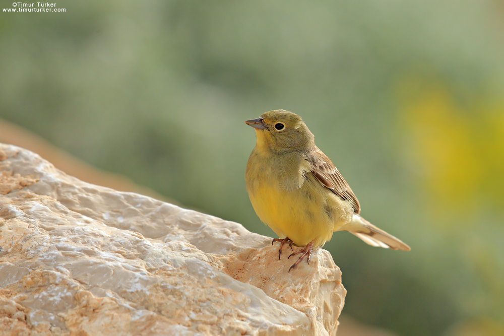 Cinereous Bunting
