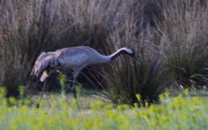 Common Crane
