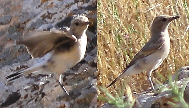 Isabelline Wheatear