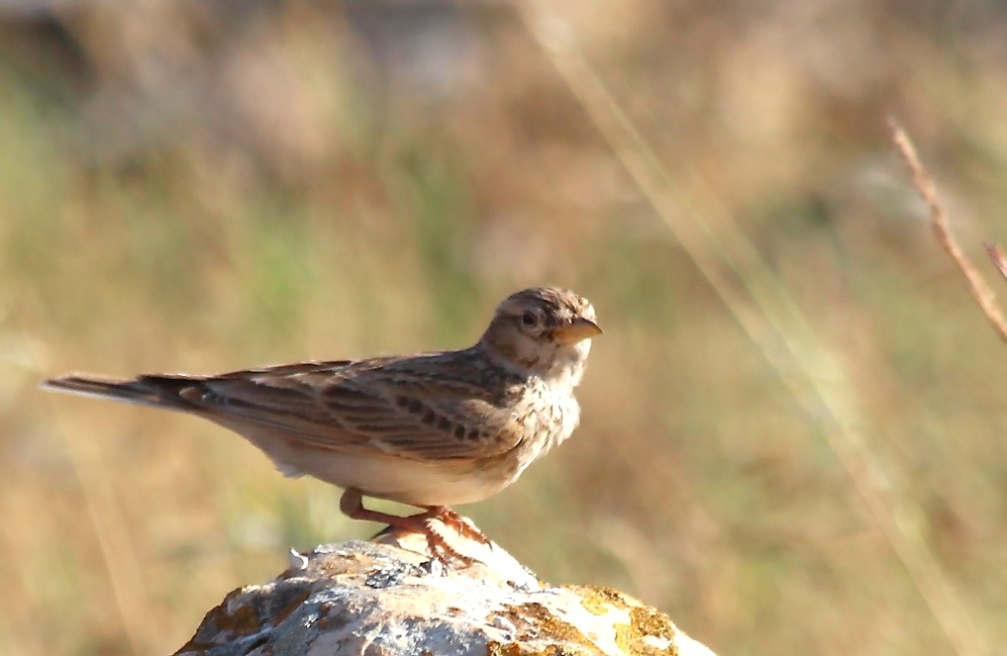 Greater Short-toed Lark