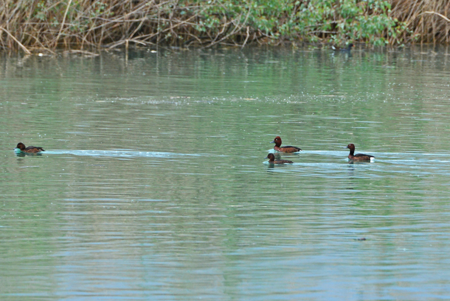 Ferruginous Duck