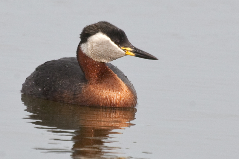 Red-necked Grebe