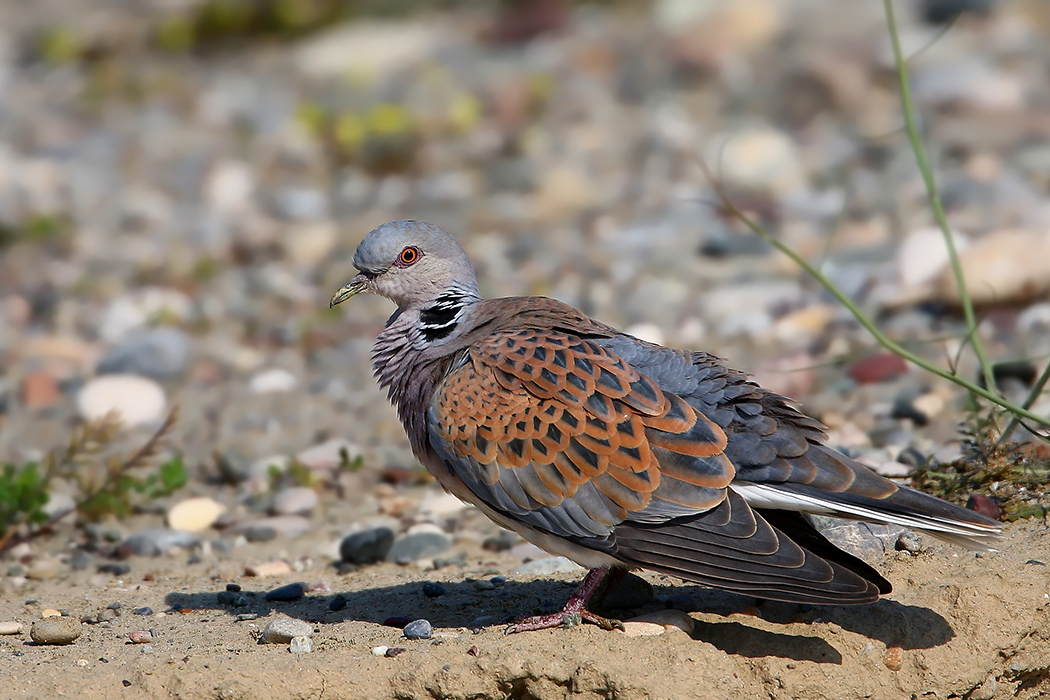 European Turtle Dove