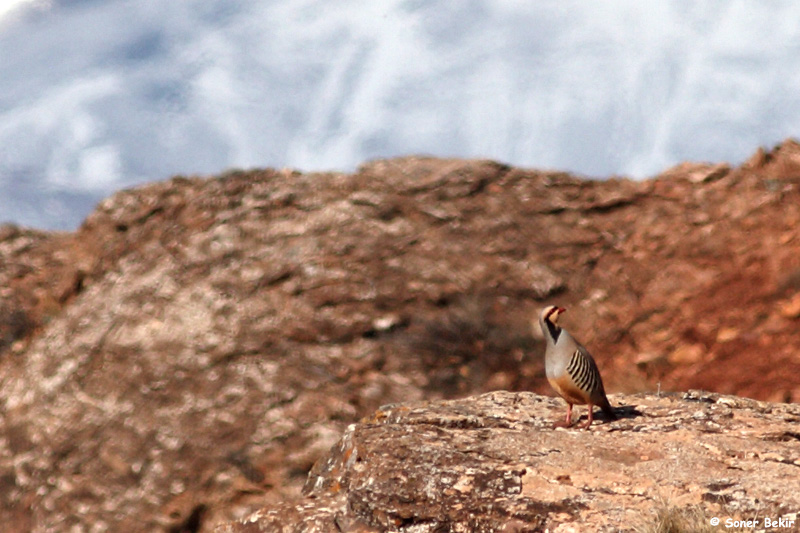 Chukar Partridge