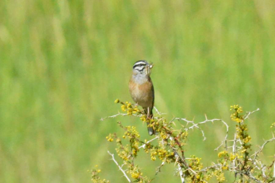 Rock Bunting