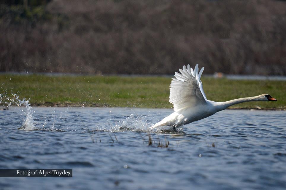 Mute Swan