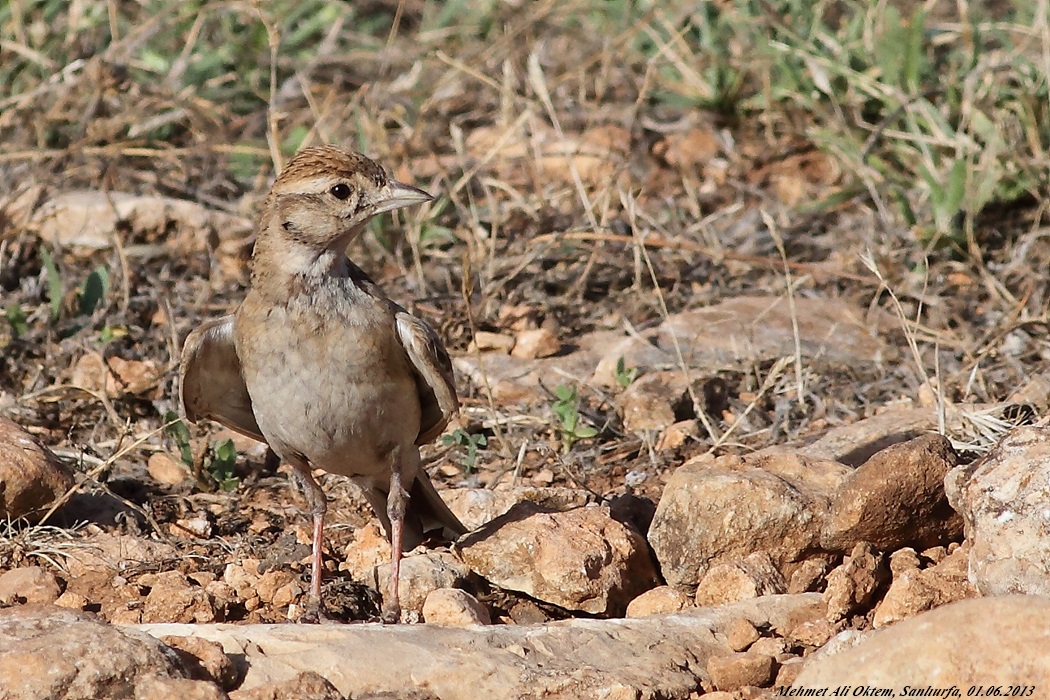 Greater Short-toed Lark