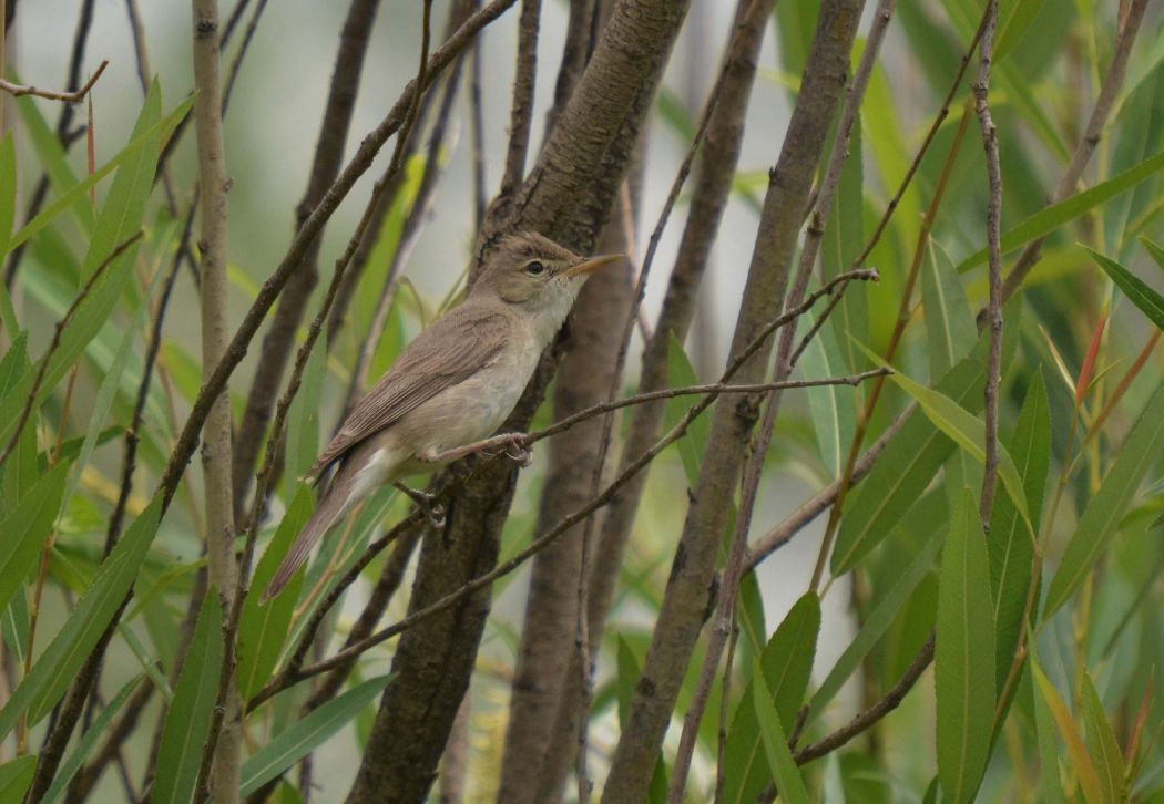 Eastern Olivaceous Warbler