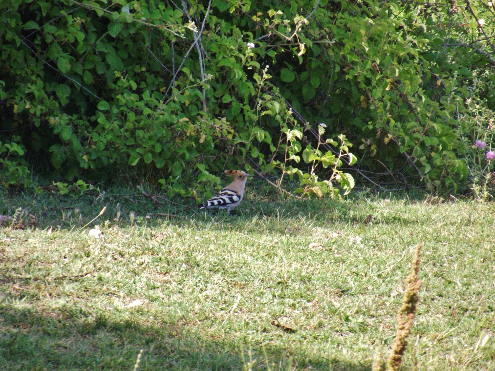 Common Hoopoe