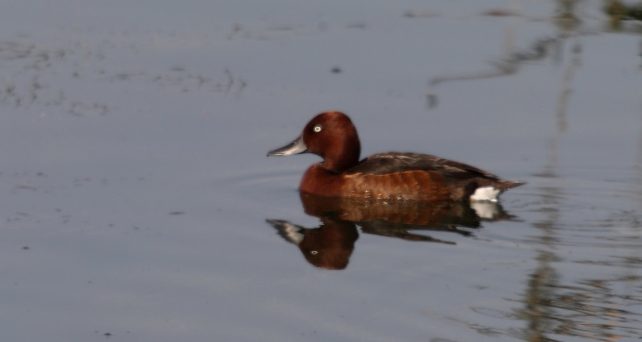Ferruginous Duck