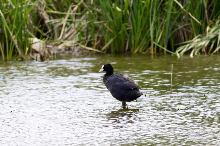 Eurasian Coot