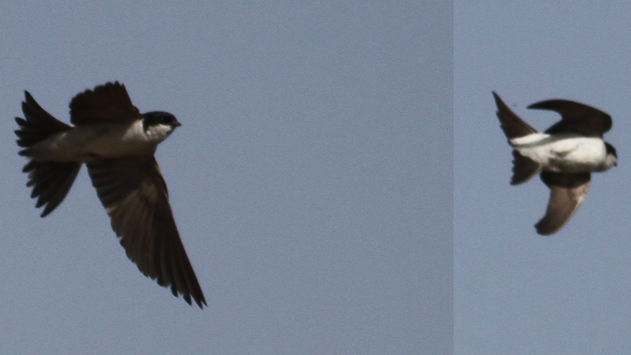 Western House Martin