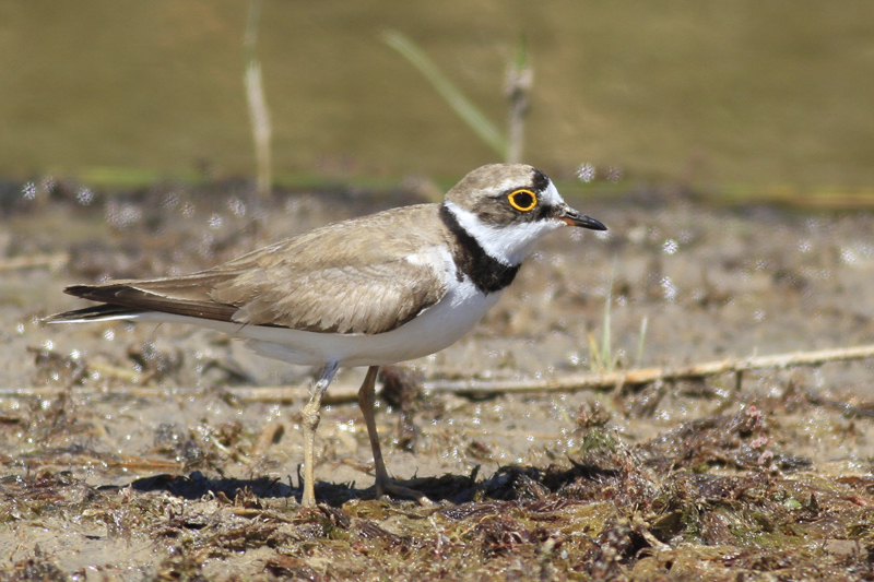 Little Ringed Plover