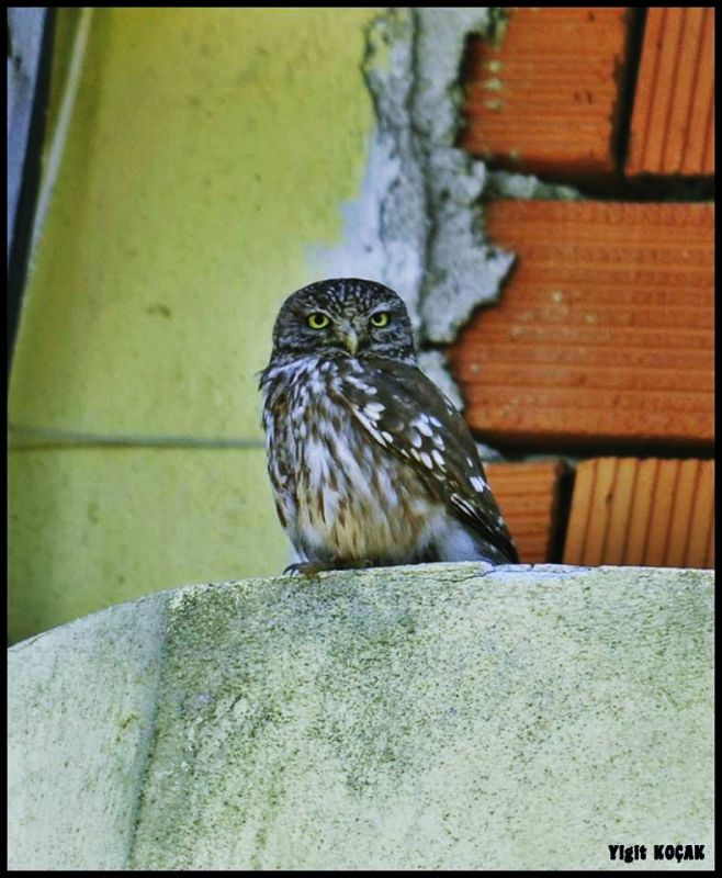 Little Owl
