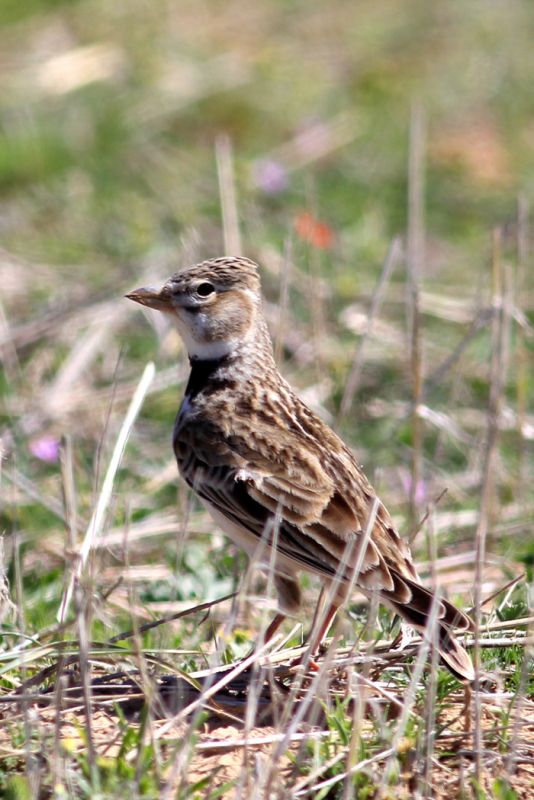 Calandra Lark