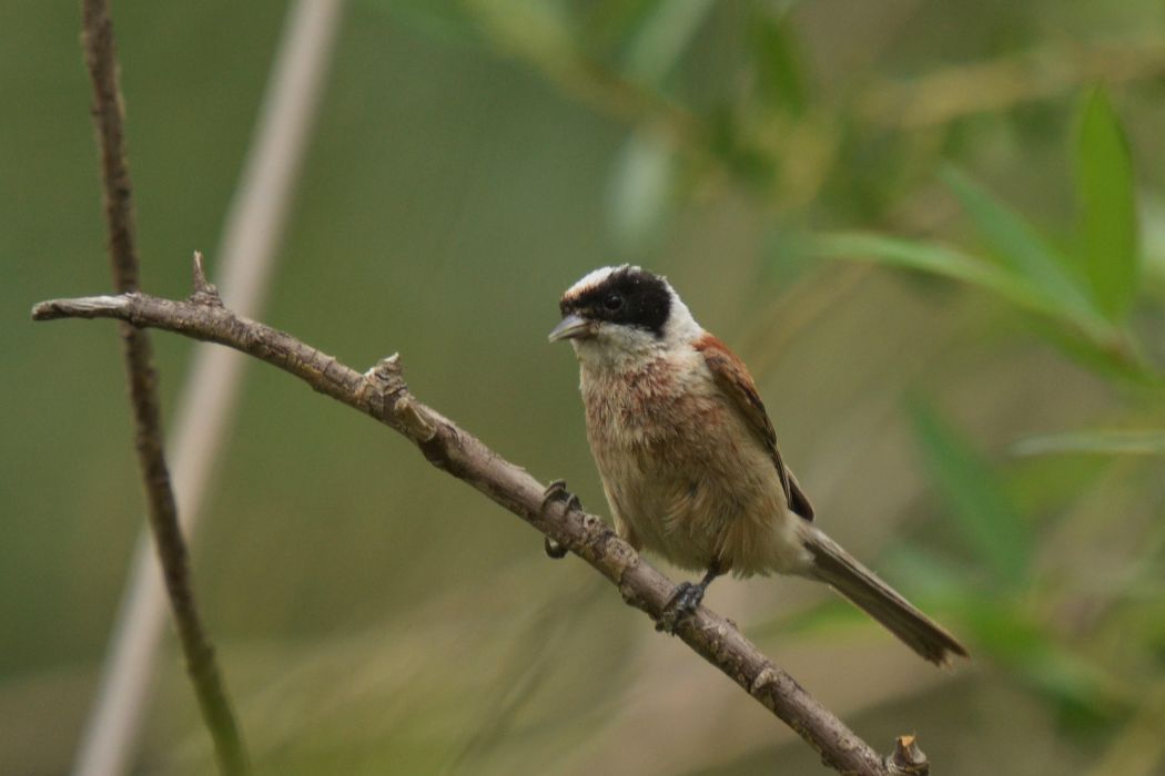 Eurasian Penduline Tit