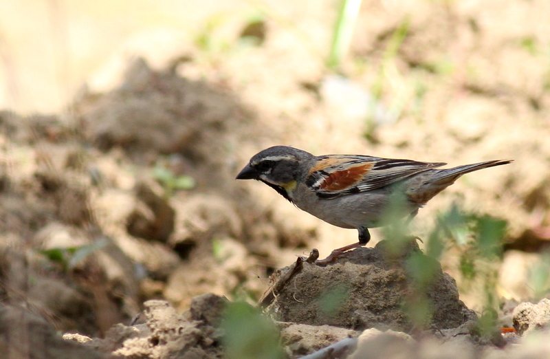 Dead Sea Sparrow
