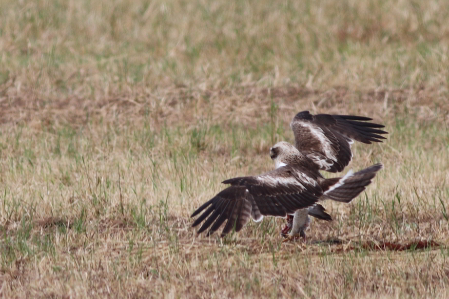 Booted Eagle