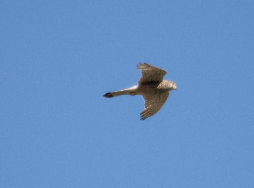 Common Kestrel