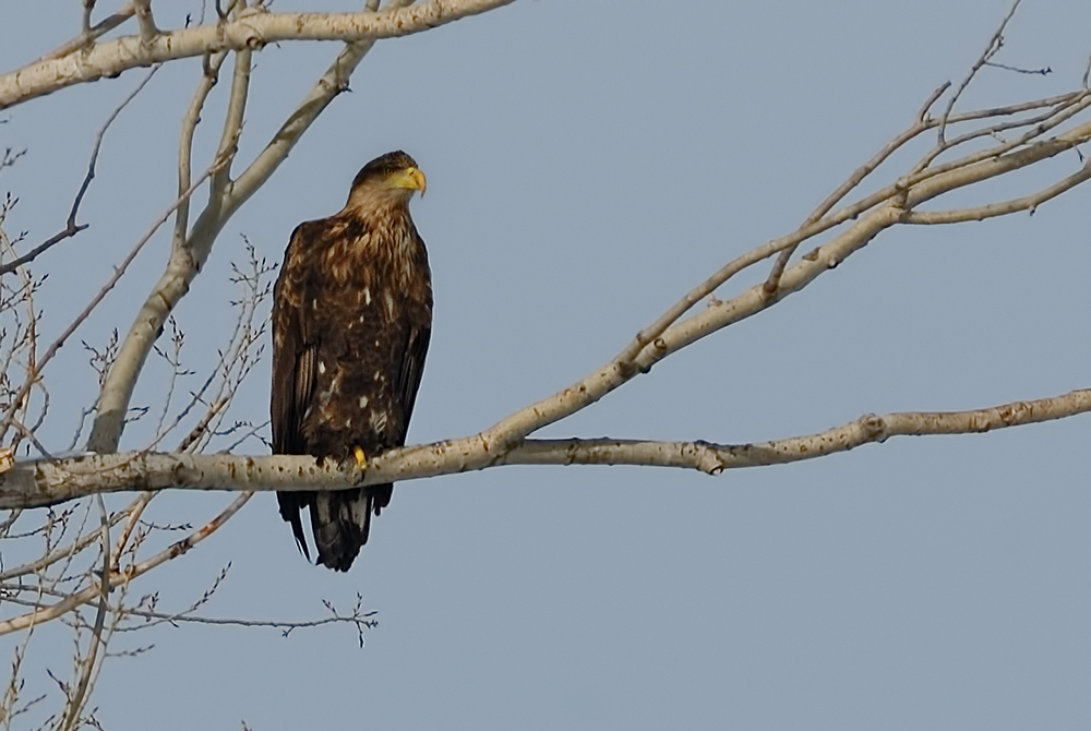 White-tailed Eagle