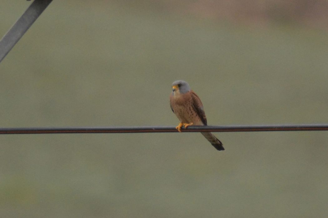 Lesser Kestrel