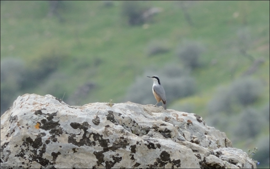 Eastern Rock Nuthatch