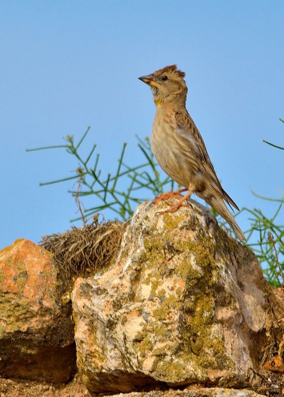 Rock Sparrow