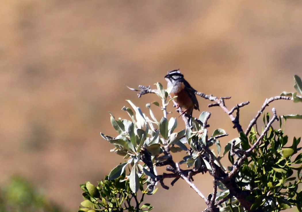 Rock Bunting