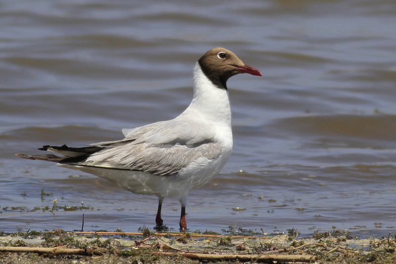 Black-headed Gull