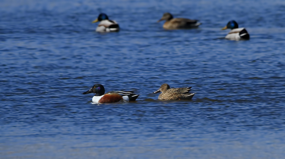 Northern Shoveler