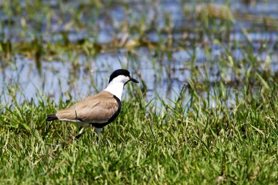 Spur-winged Lapwing