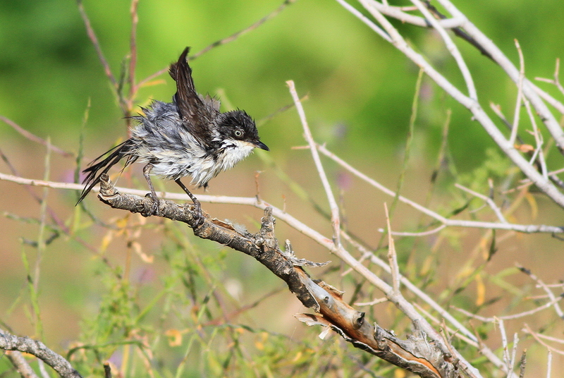Eastern Orphean Warbler