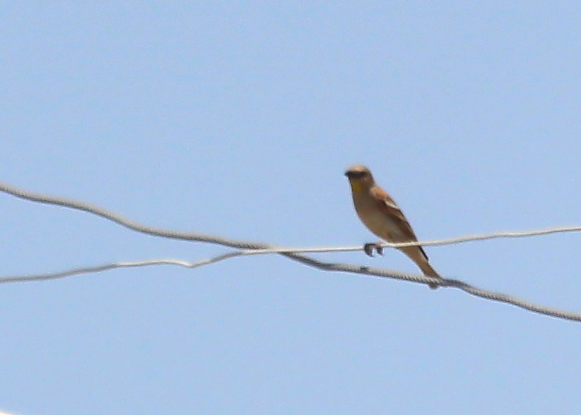 Yellow-throated Sparrow