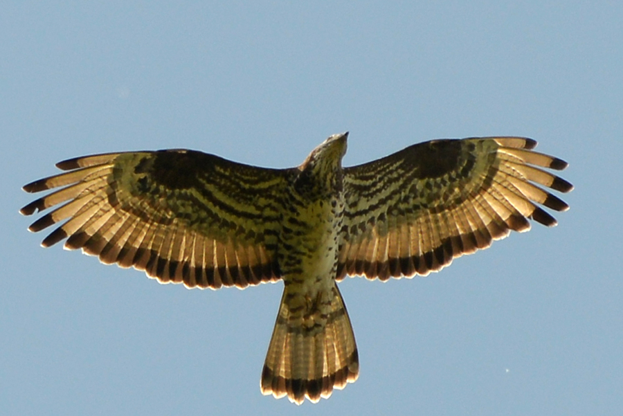 Arı Şahini