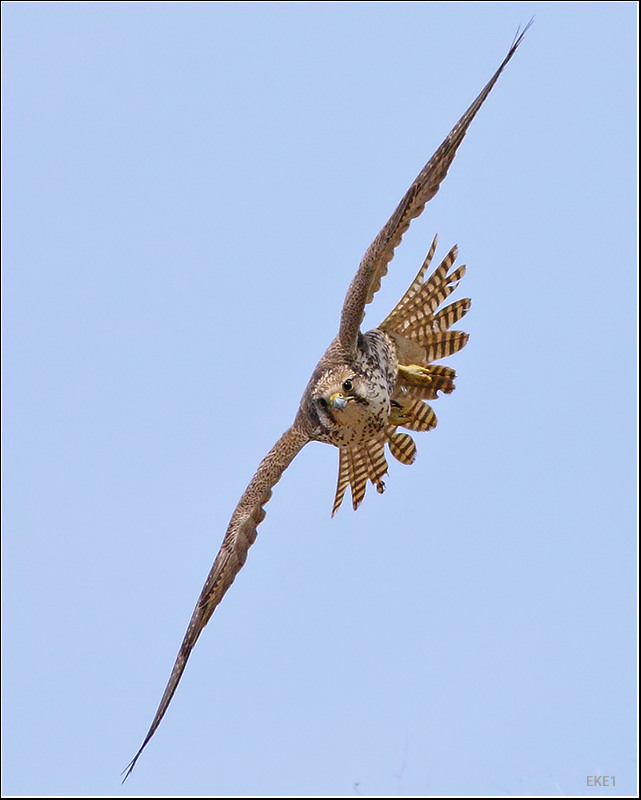 Saker Falcon