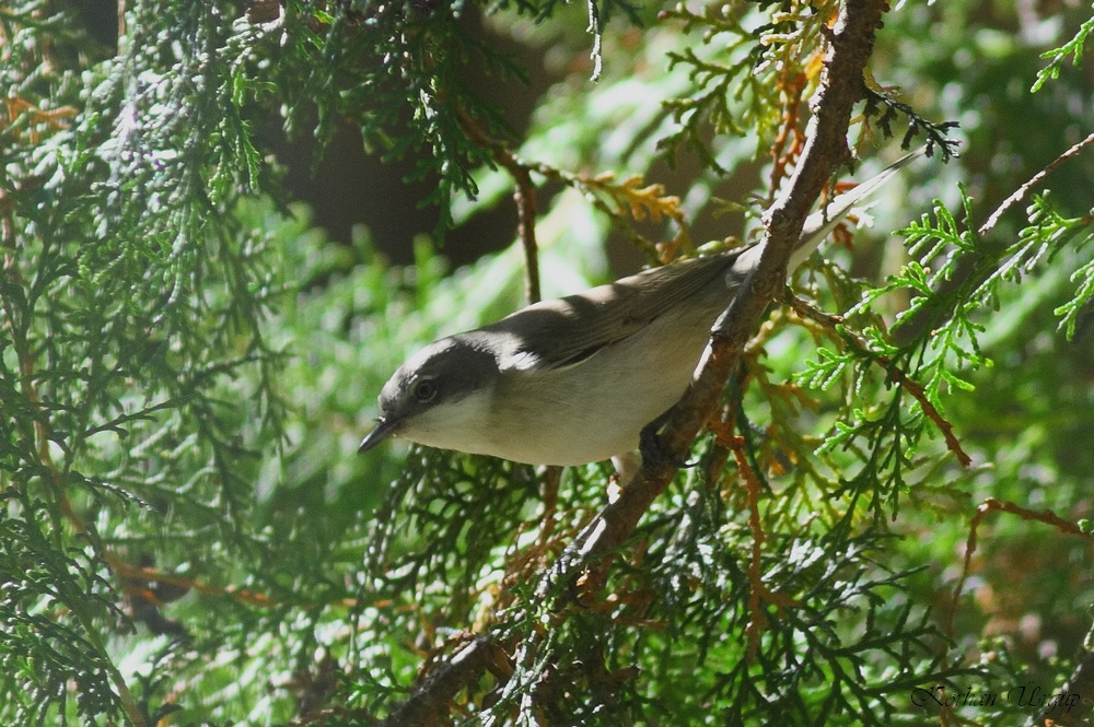 Eastern Orphean Warbler
