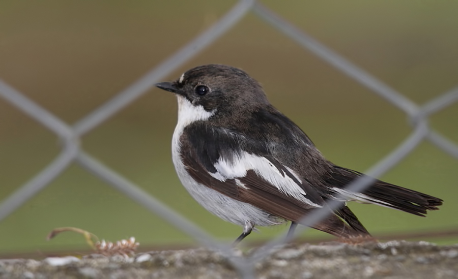 European Pied Flycatcher
