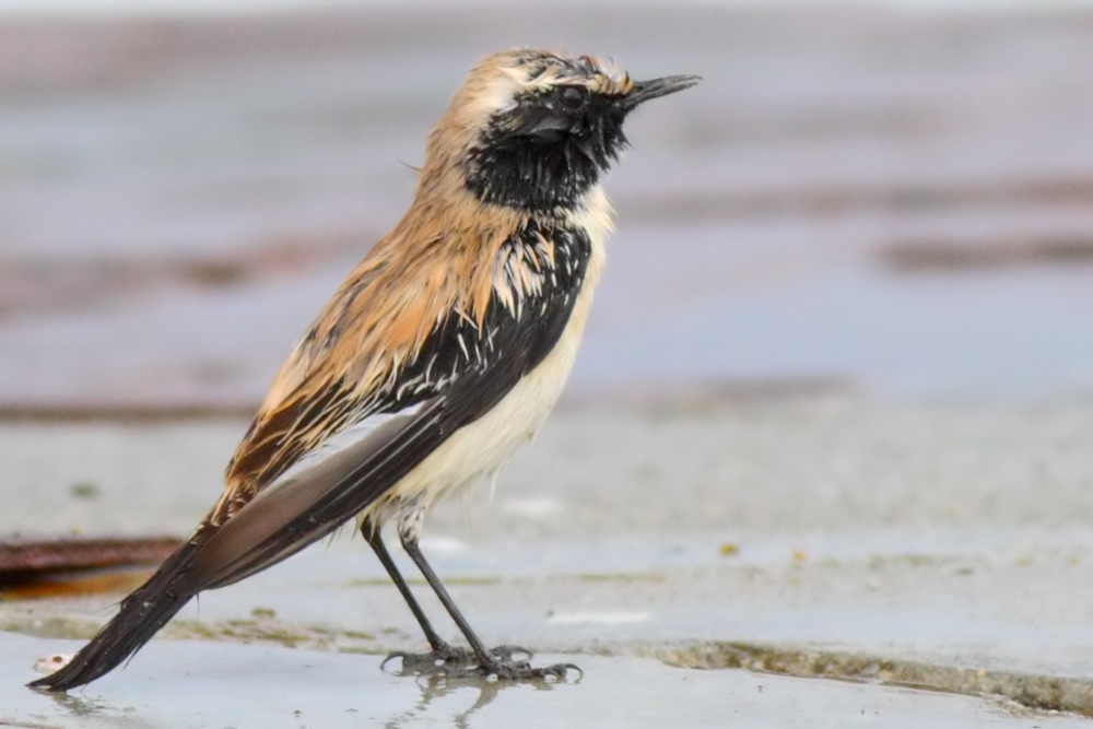 Desert Wheatear