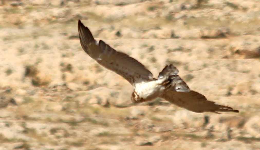 Short-toed Snake Eagle