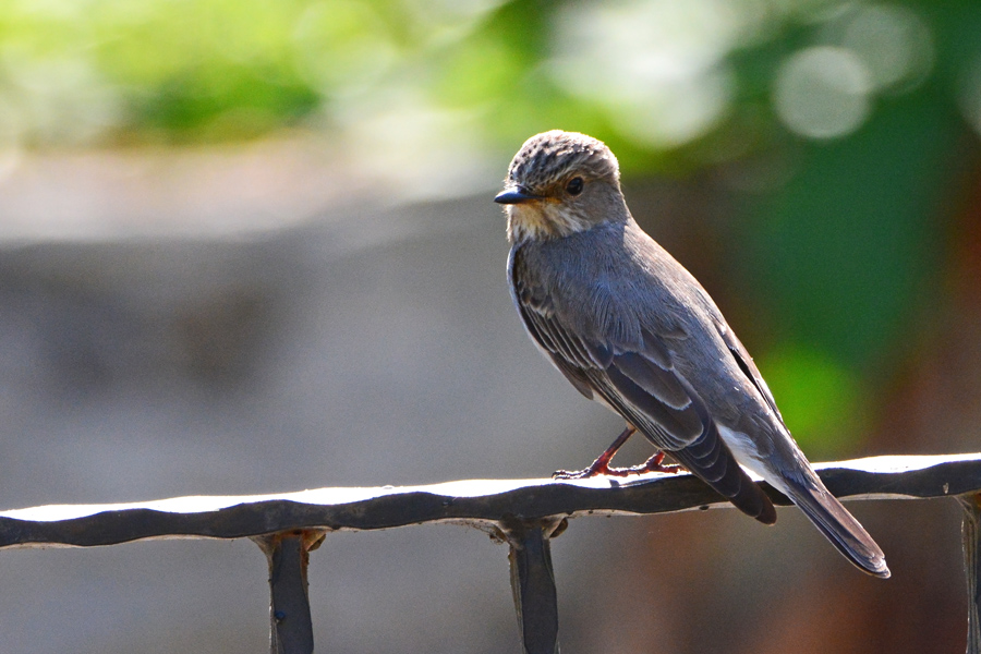 Spotted Flycatcher