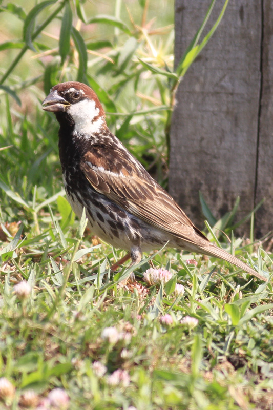 Spanish Sparrow