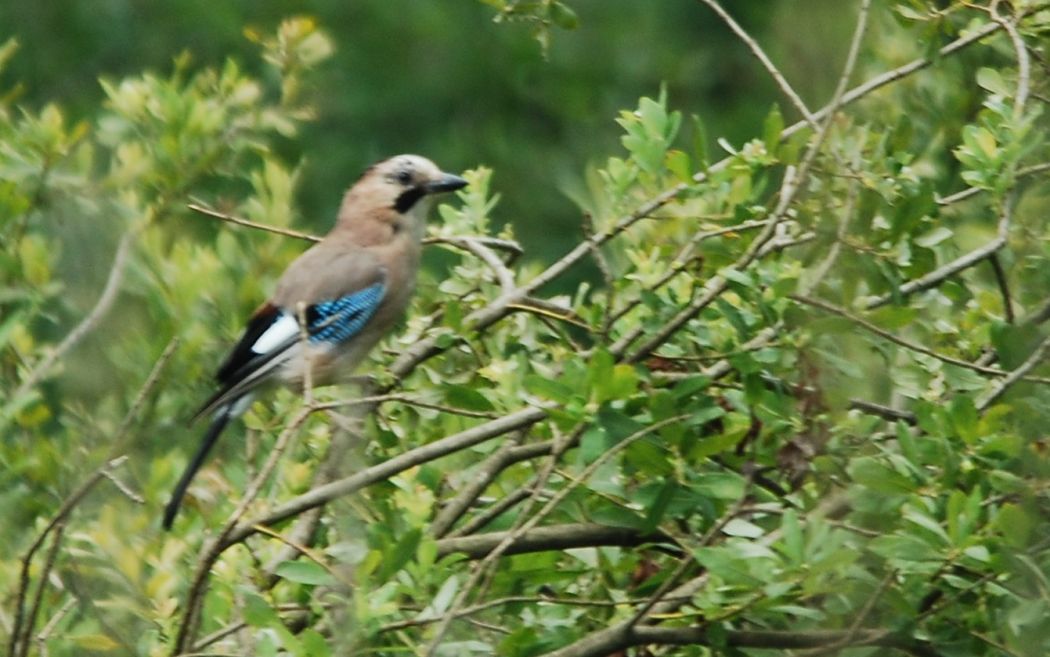 Eurasian Jay