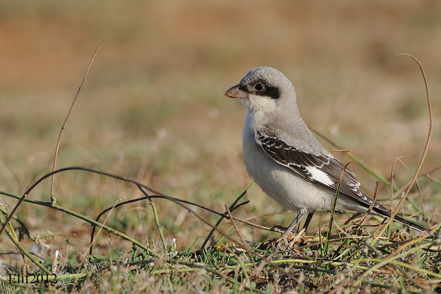 Lesser Grey Shrike