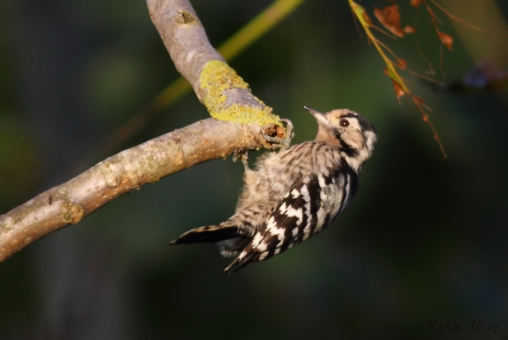 Lesser Spotted Woodpecker