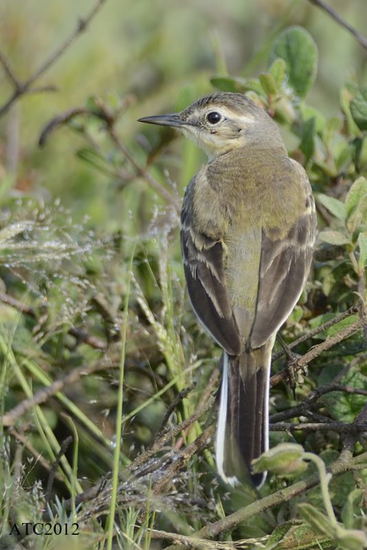 Western Yellow Wagtail