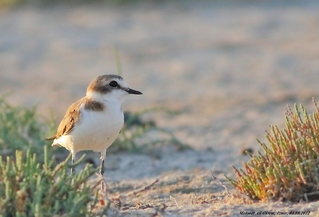 Kentish Plover