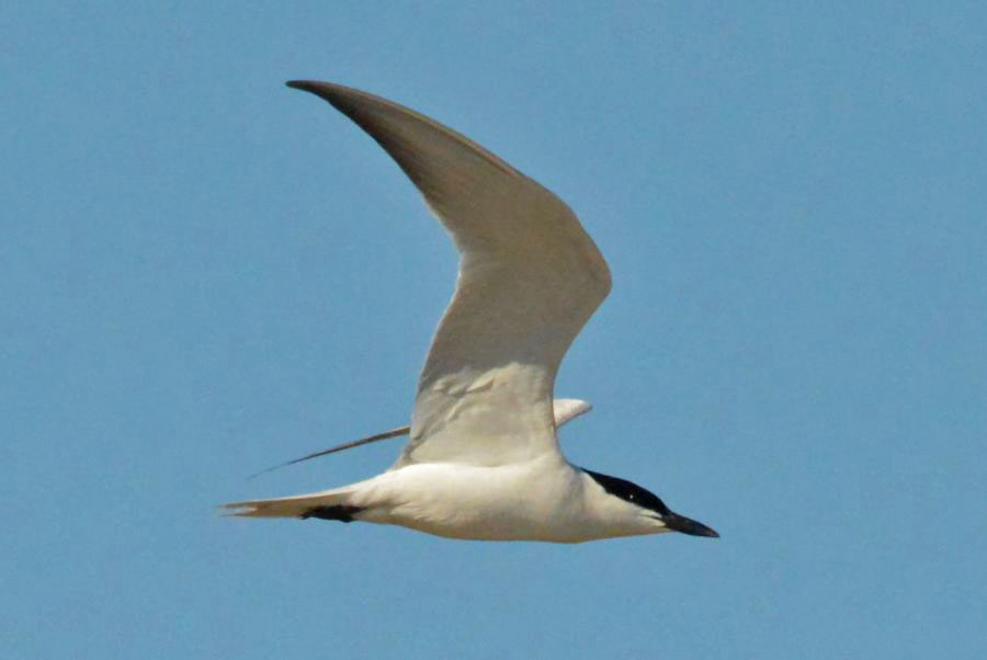Gull-billed Tern